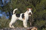 FOX TERRIER 415